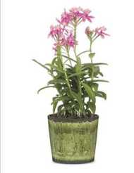 MEADOW GLAZE POT 13CM 63016-470