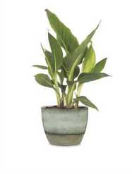 MOON POT 19CM 63501-495