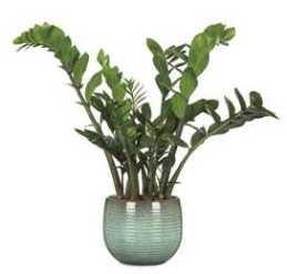 WILD SEA 18CM POT 63510-462