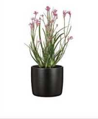 EBANO POT 13CM 64654-480