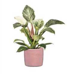 ROSEA POT 18CM 64674-489