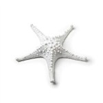 STARFISH WHITE MED 3D 7.5"